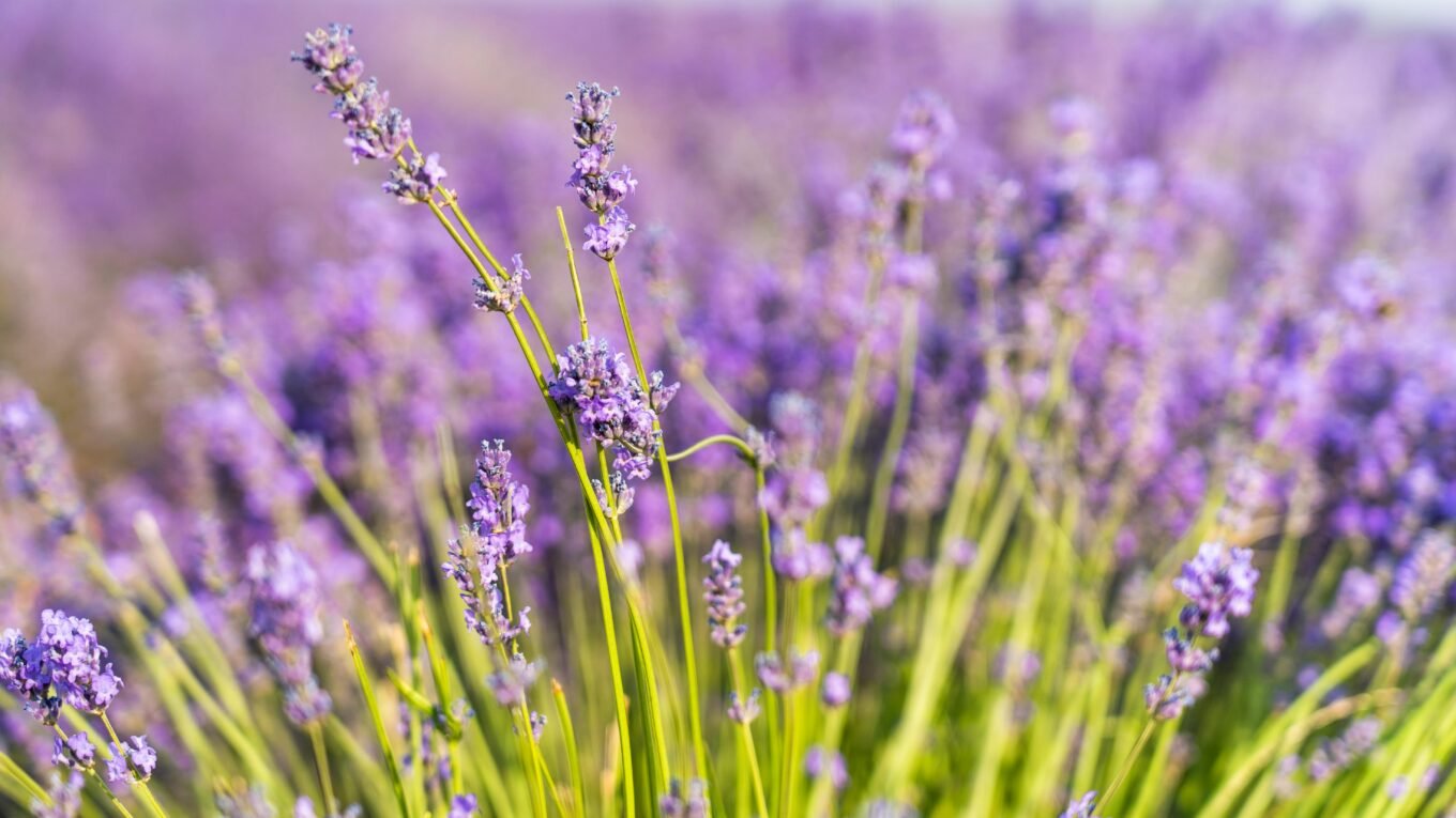 fragrant lavender for sunny balcony