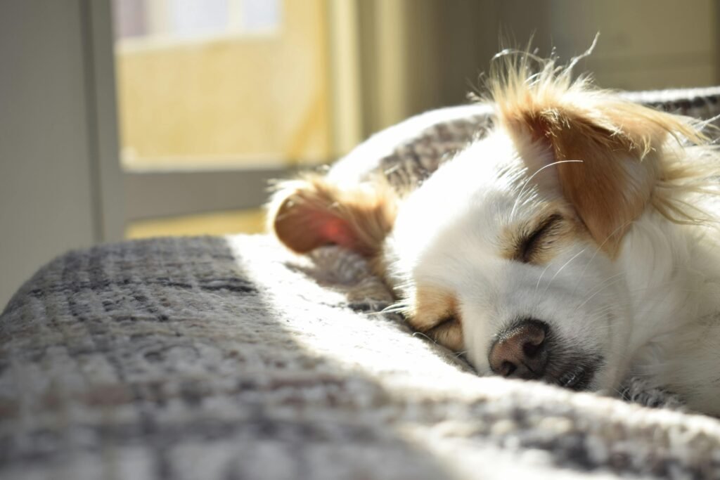 A golden retriever calmly lying on a rug in a tidy, comfortable living room, demonstrating the result of effective dog training for a harmonious home.