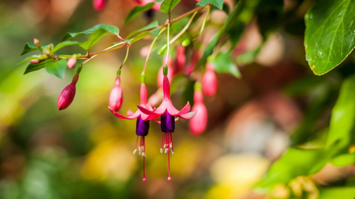 Fuchsia (Fuchsia magellanica): Already mentioned in the pillar article, fuchsia is also an excellent option for small balconies, especially in hanging baskets, due to its dangling flowers and vibrant colors. Suggested Image: Hanging basket with purple and pink fuchsias on a small and charming balcony. Detailed Description: A hanging basket adorned with purple and pink fuchsia flowers, hanging on a small balcony with wooden details, ALT attribute: 'fuchsias in hanging basket for small balcony'.