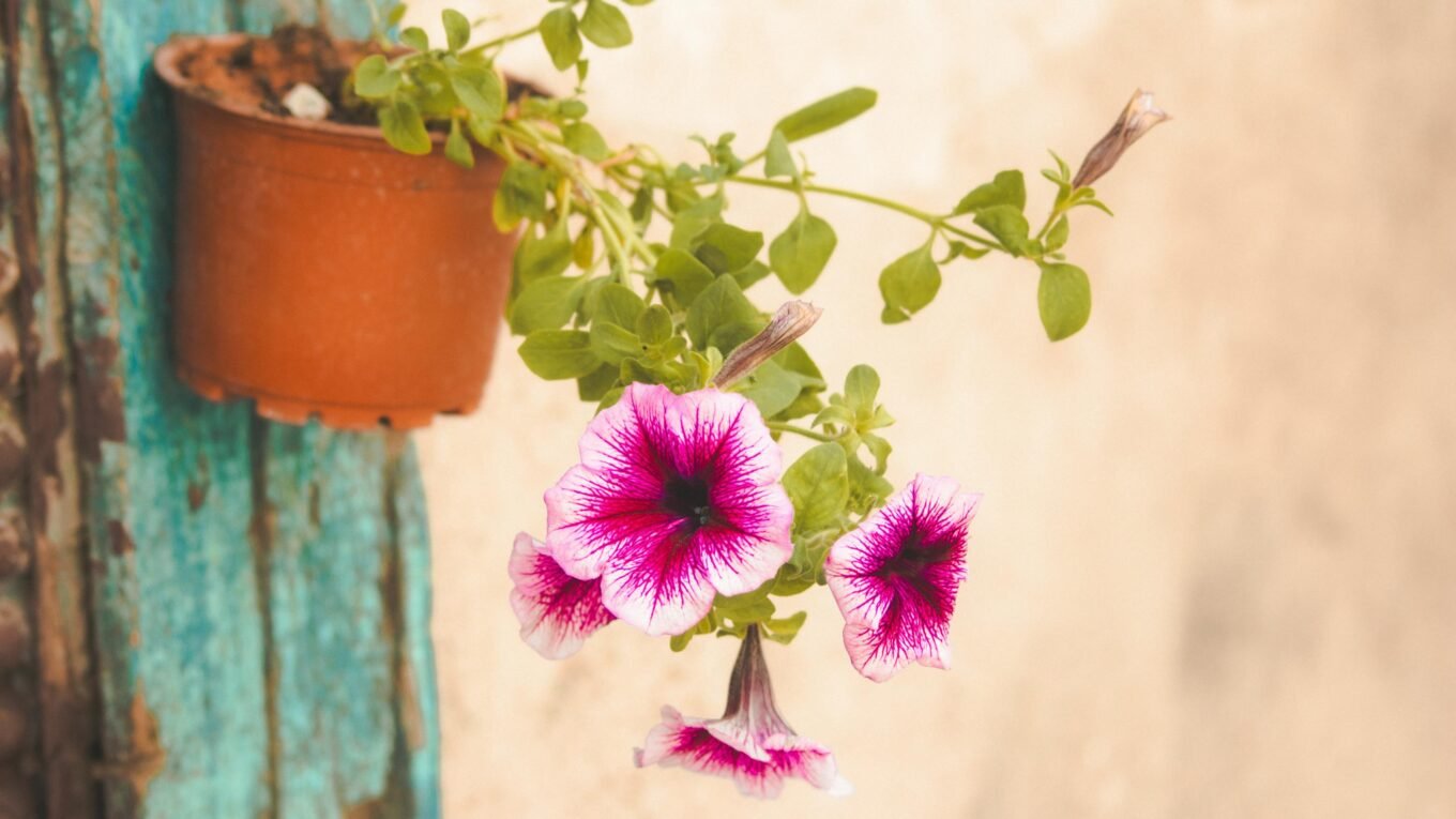 trailing petunias for sunny balcony