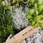 plants for small balconies