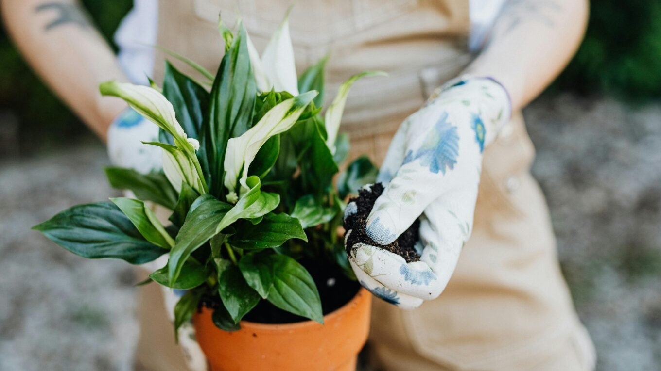 peace lily for low light balcony