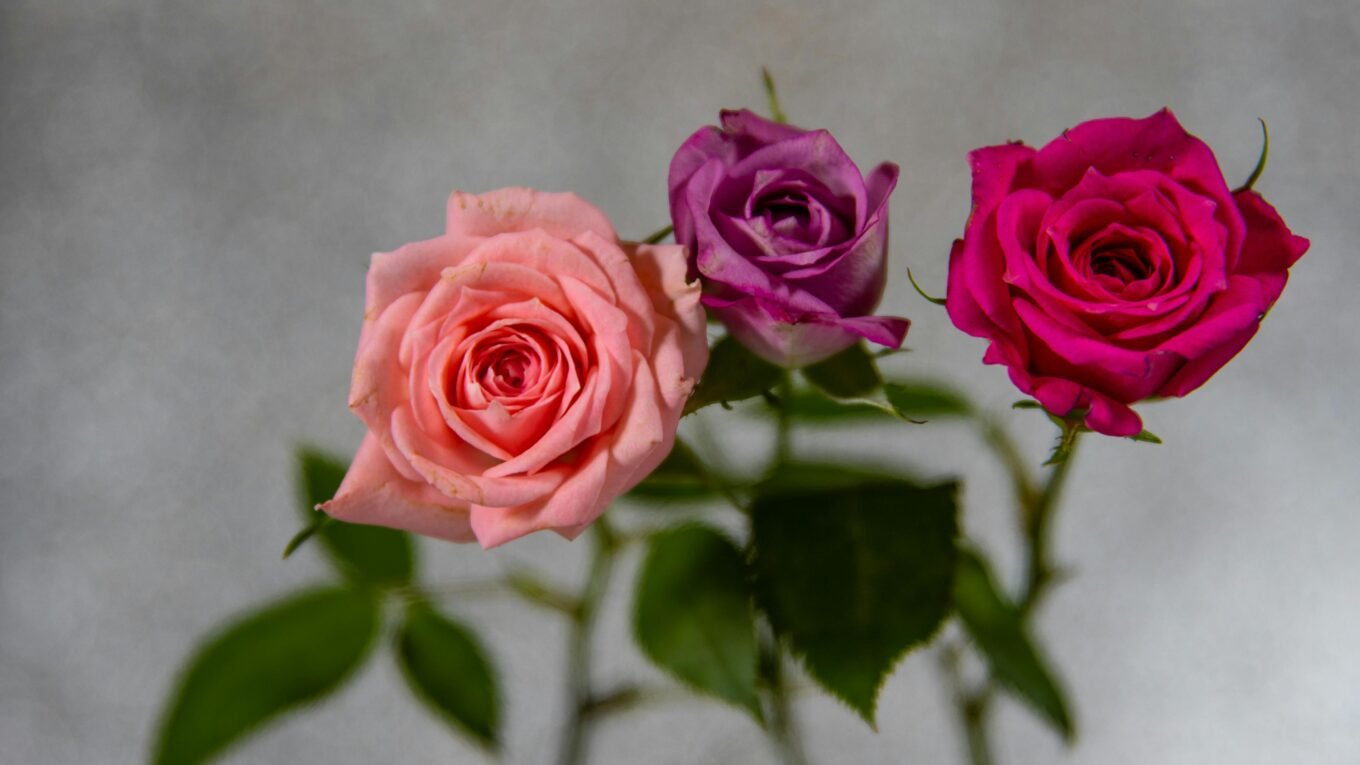 'mini roses for small balcony
