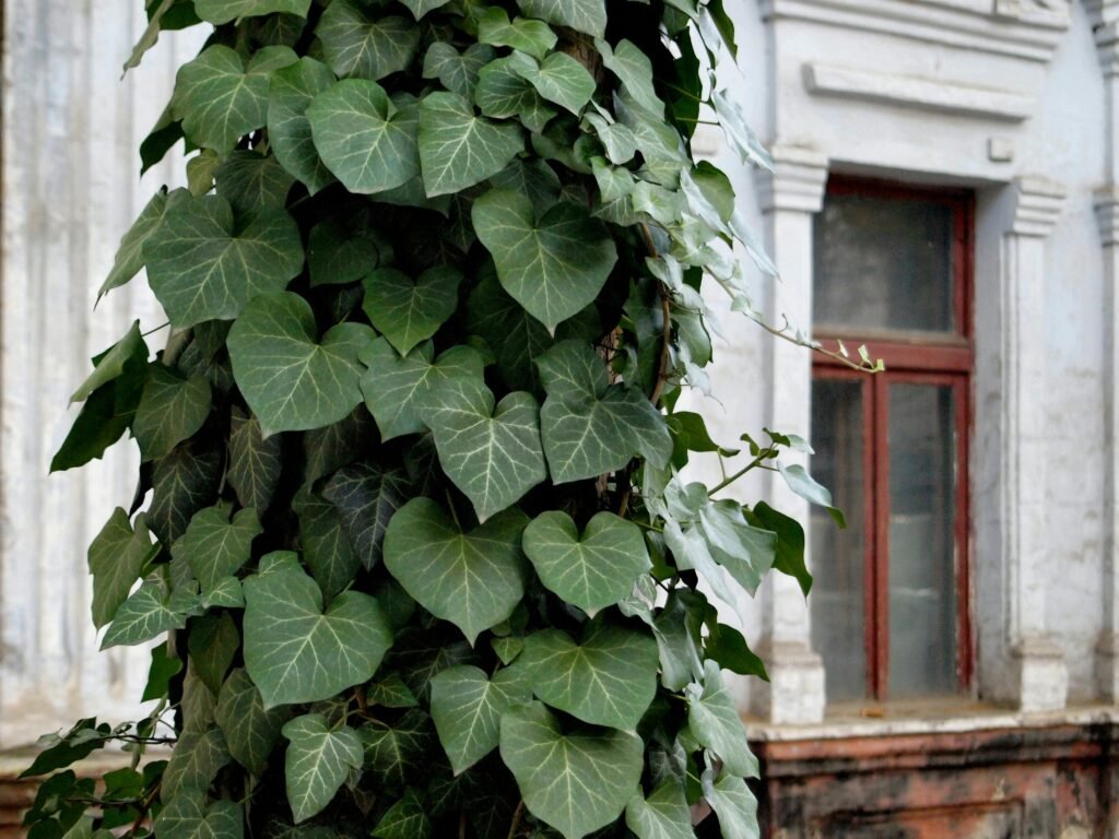 best plants for balcony