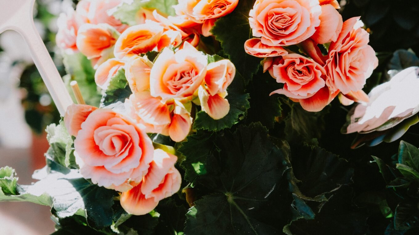 begonias for partially shaded balcony