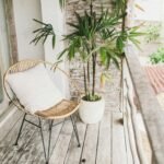 plants for small balconies