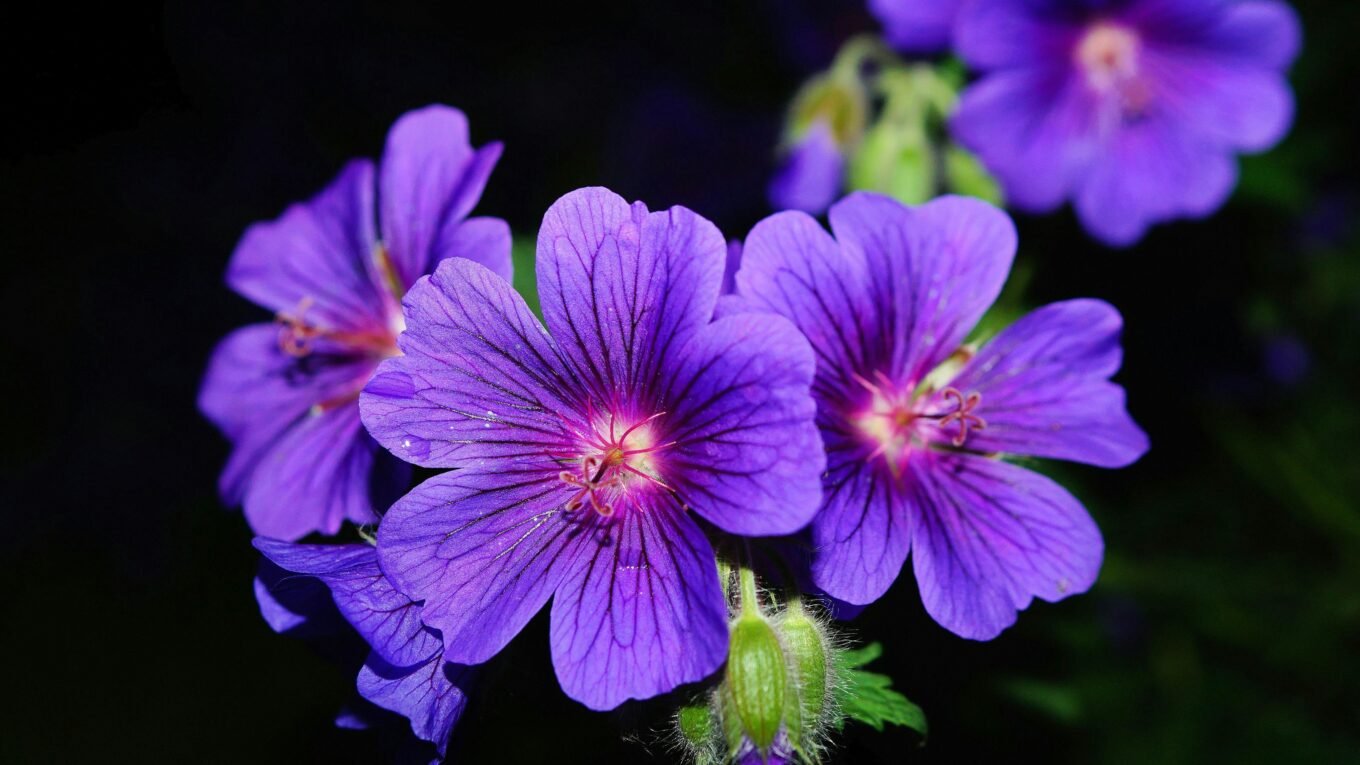 colorful geraniums for sunny balcony
