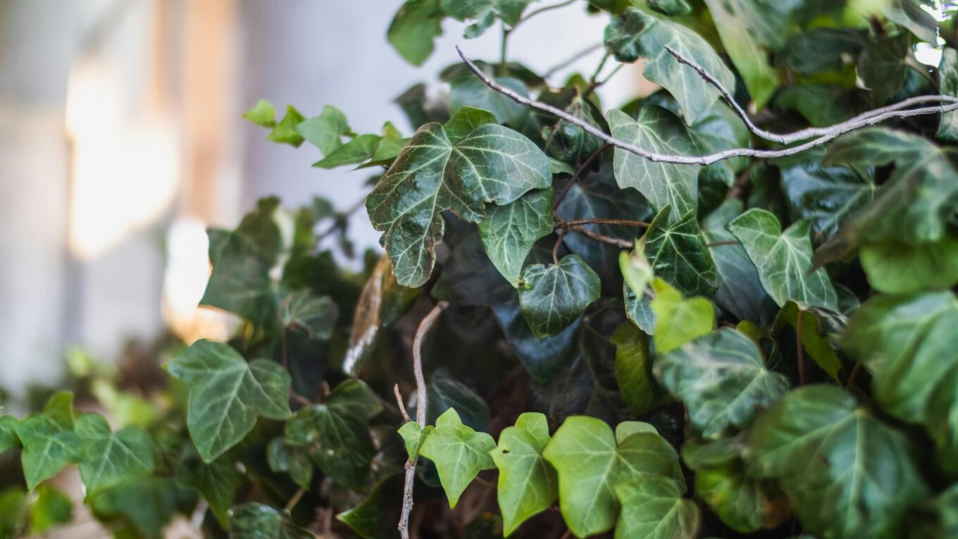 english ivy for small balcony