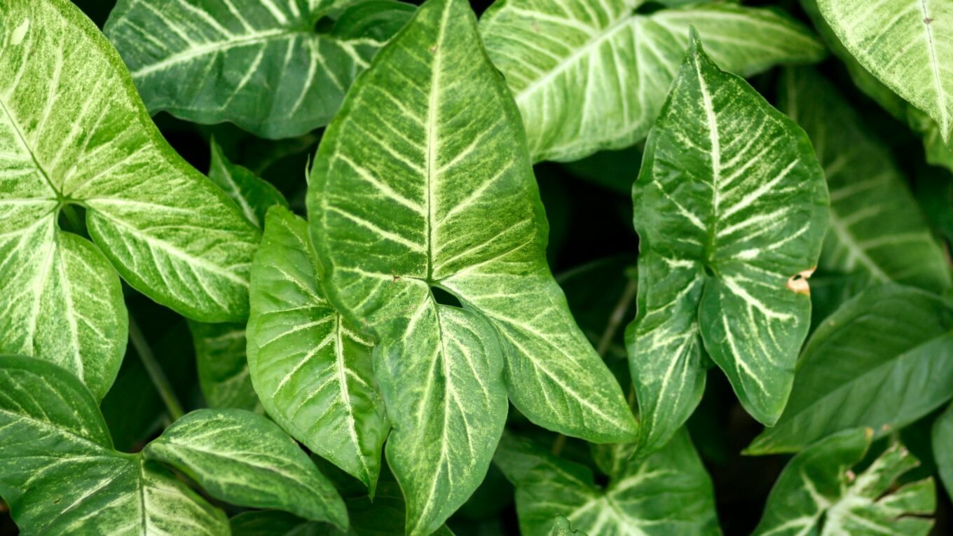 arrowhead plant for small balcony