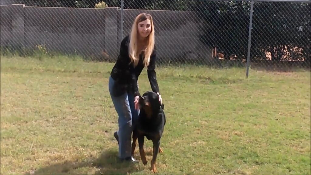 brain training for dogs