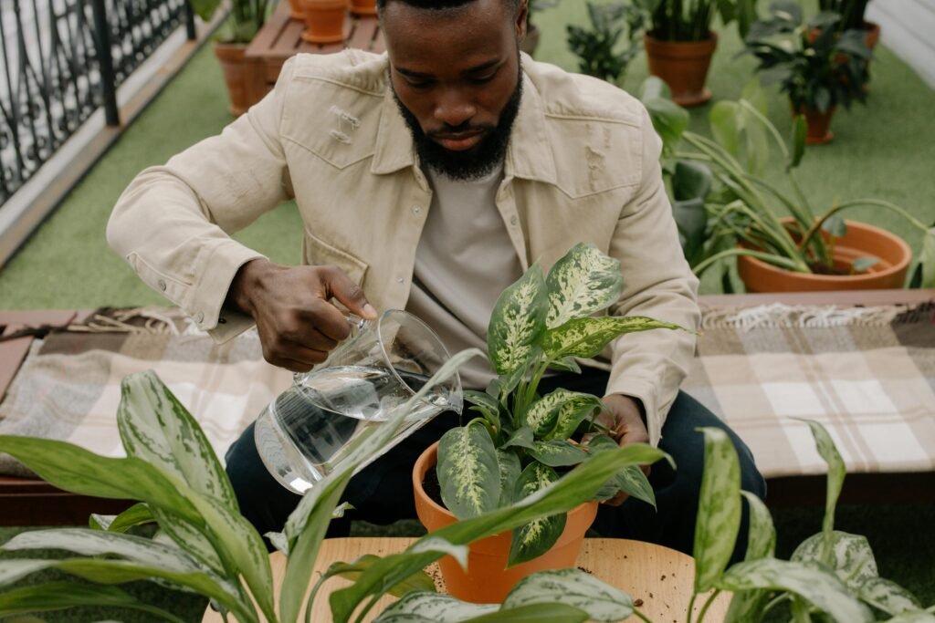 Aglaonema (Aglaonema)