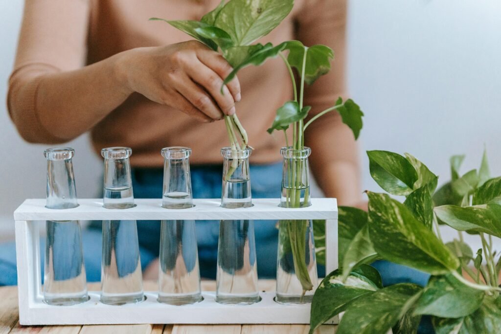 air purifying plants