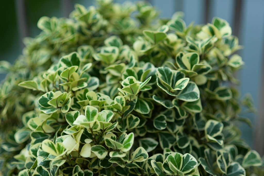 Ficus (Ficus elastica, Ficus lyrata, Ficus benjamina)