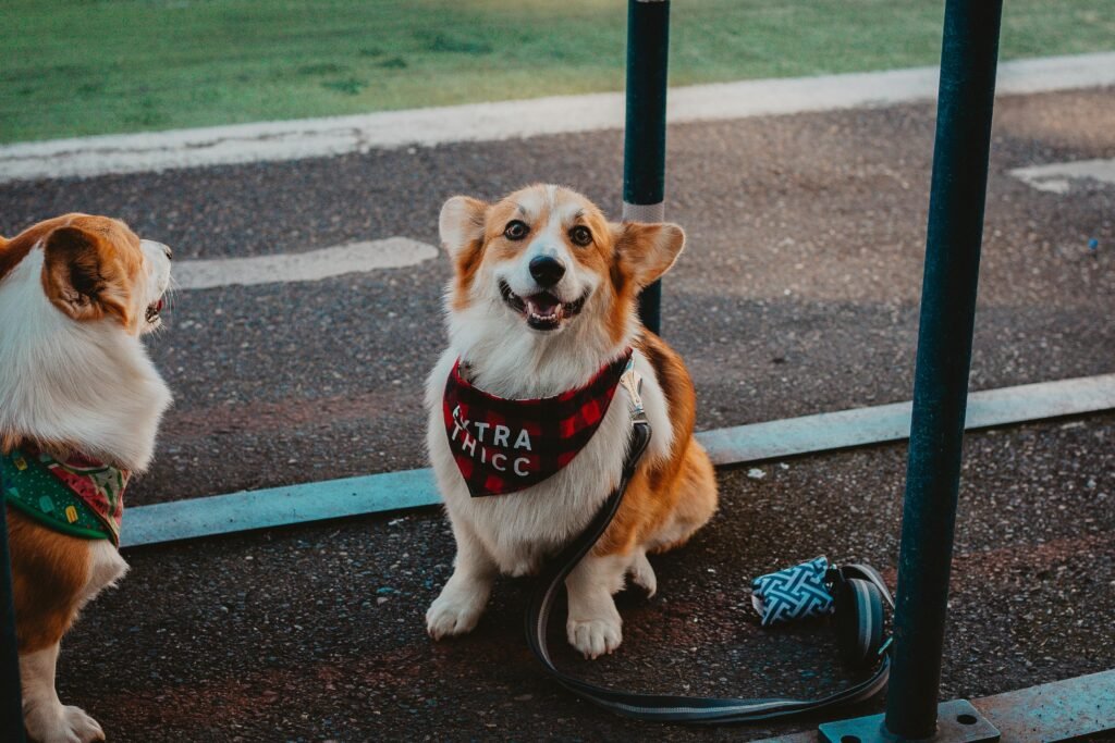 Dog Training Near Me: Start Training Your Dog 1 pexels alexdolle 2463238