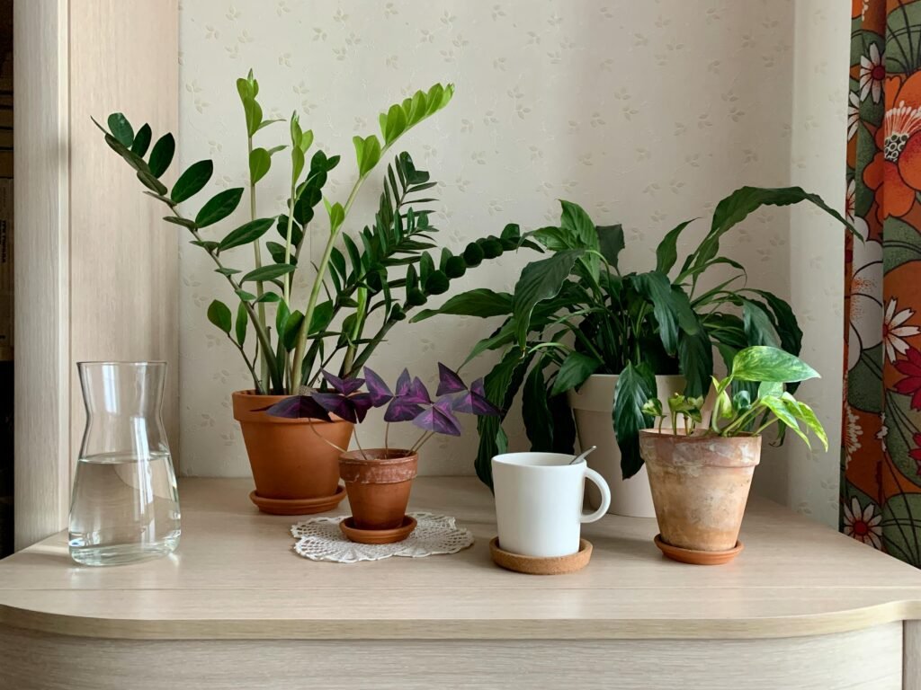 Living room with several air purifying plants that help purify the air and improve indoor air quality.