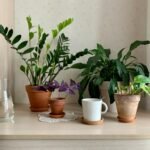 Living room with several air purifying plants that help purify the air and improve indoor air quality.