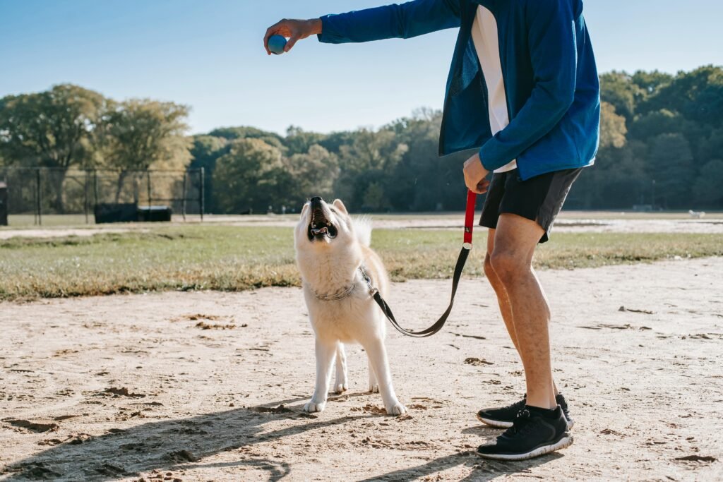An owner and dog in a grassy, open area (like a park or large yard) with the dog attached to a long training line, practicing recall a man with a dog on a leash